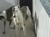 Careto, galgo perrera Badajoz. SACRIFICAN FEBRERO.