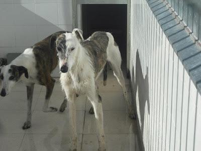 Careto, galgo en la perrera de Badajoz. SACRIFICAN EL DÍA 28 DE FEBRERO.
