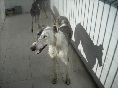 Careto, galgo en la perrera de Badajoz. SACRIFICAN EL DÍA 28 DE FEBRERO.