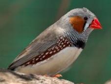relación entre cerebros humanos pájaros para habla canto