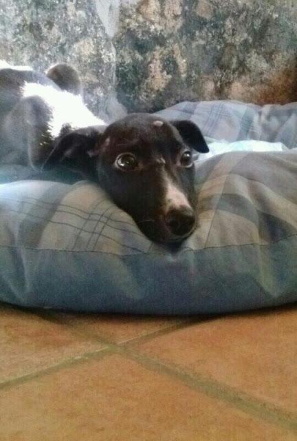 GABI, SOLO 3 MESES Y ENCONTRADA CON HIPOTERMIA Y DESNUTRICIÓN. (MADRID)