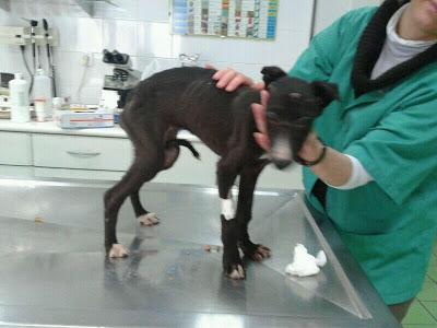 GABI, SOLO 3 MESES Y ENCONTRADA CON HIPOTERMIA Y DESNUTRICIÓN. (MADRID)