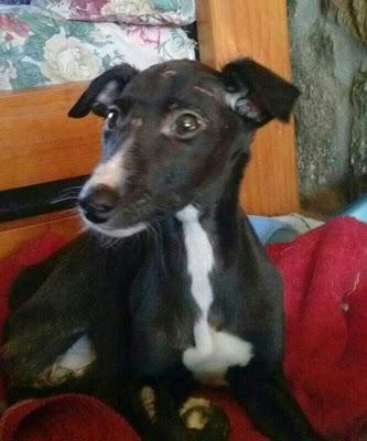 GABI, SOLO 3 MESES Y ENCONTRADA CON HIPOTERMIA Y DESNUTRICIÓN. (MADRID)