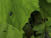 Punto Hoja, Santhiago Kantos