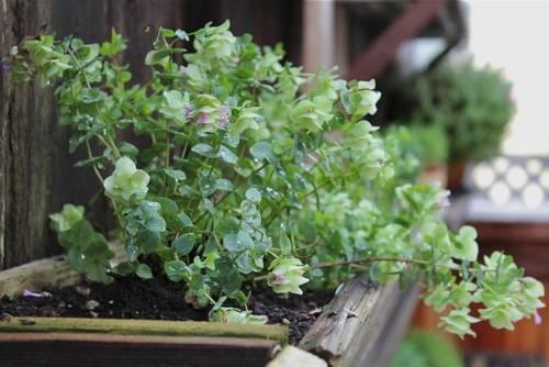 orégano-en-jardinera-con-madera-recuperada