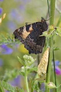 Para ampliar Inachis io (Linnaeus, 1758) hacer clic