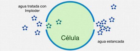 news_imploder_celula