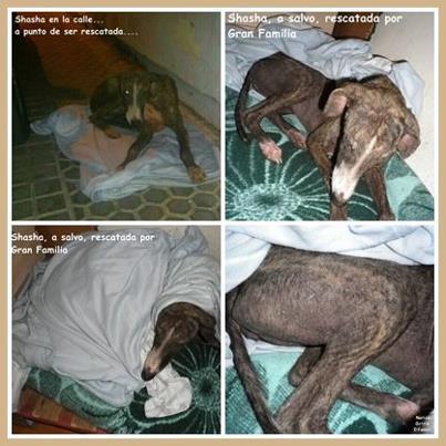 Foto: Copio de Gran familia:LEER , XF, NECESITAN AYUDAS:Que os voy a contar si la vista lo dice todo, una imagen que nos heló el corazón, si no la recogemos esa noche, no sabemos que hubiera sido de ella. Shasha sin ningún fuerza llegó hasta una puerta pidiendo auxilio, su desolación impactó en una señora que  al ver su aspecto no se atrevió a tocarla, pero si corrió la voz, esa voz que Shasha no tenía ya.  Amablemente le puso algo de comida y una ropa para taparse, no podemos criticarlo porque gracias a ella llegó hasta nosotros, durante horas buscaron auxilio para Shasha sin encontrarlo, un domingo por la tarde. Y a altas horas de la madrugada su voz llegó a nosotros. ¿Quién podía seguir durmiendo sabiendo que ese animal posiblemente no llegara a ver el amanecer? NOSOTRAS NO ! Shasha apenas se movía, agarrada a esa ropa que le daba algo de calor en medio de uno de los peores barrios marginales de Sevilla, rendida y a disposición de cualquiera. Cuando por fin tuvimos a Shasha en nuestros brazos, su cuerpo apenas tenía fuerza, si la ponías de pie se tambaleaba y dejaba caer lentamente sobre esa “ropa” a la que se agarraba. No sabias si abrazarla para que sintiera que estaba a salvo y que su aspecto no nos importaba o chillar y chillar por esa impotencia que sentías de ver como la habían dejado llegar hasta ese límite. Shasha es un galgo sí, pero eso que mas da, lo mismo podría ser un sin raza o el perro más caro del mundo,  solo es un animal  penando su existencia en un mundo donde apenas existen sentimientos. El diagnostico del veterinario a falta de resultados de analíticas y una exploración por un especialista de sus ojitos ya que sus cuencas están hundidas, aparte también de la grave desnutrición, está prácticamente comida por la sarna, sarna sarcótica, esa enfermedad produce grandes picores hasta el punto que no deja al animal descansar y sin embargo era tanto el abatimiento de la pequeña que ni siquiera se rascaba, no tenía fuerzas ni para ello, su vista además estaba totalmente vidriosa como si ya estuviera en otro mundo que no es el nuestro. Afortunadamente la sarna sarcótica en perros es tratable y se cura en la mayoría de los casos,  el pronóstico de esta enfermedad es favorable siempre que su gran deterioro y desnutrición no haya dado oportunidad a alguna enfermedad que complique el cuadro, todo ello nos lo despejará los resultados de las analíticas, esperemos haber llegado a tiempo. NECESITAMOS AYUDA, MUCHA AYUDA !!!! los casos urgentes no paran de llegarnos y no podemos con los gastos, nuestro esfuerzo físico ya ni siquiera nos importa, sea como sea la vamos a ayudar, está aislada ya que es contagioso tanto a perros como a personas, pero eso no nos va a parar a la hora de darle todos sus cuidados y mimos, ella necesita calor humano, lo que hasta ahora no ha tenido.NOS AYUDAIS ?? NUESTROS DATOS:  TITULAR :GRAN FAMILIA BANCO SANTANDER CENTRAL HISPANO: 0049 3502 32 2695515576  IBAN: ES55  BIC: BSCHESMM CONCEPTO:  URGENTE SHASHA Si tienes cuenta PAYPAL, puedes realizar el ingreso  1.- entra a tu cuenta Paypal 2.- Pincha en la pestaña ENVIAR DINERO 3.- Selecciona PERSONAL 4.- Clicka en REGALO 5.- Añade uno de nuestros correos electronicos registrados en paypal: contacto@granfamilia.org 6.- Selecciona el importe que quieres donarnos. 7.- Continuar para finalizar el proceso  Si no puedes ayudar económicamente , difunde este mensaje, que llegue a todos los rincones. Si deseas  apadrinar a Shasha y darle una nueva esperanza de vida, ESCRIBENOS A :   contacto@granfamilia.org