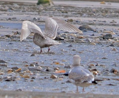 Sigue nuestra kum y nuestros charranes...