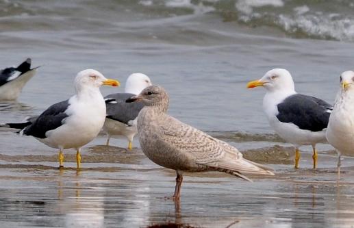 Sigue nuestra kum y nuestros charranes...