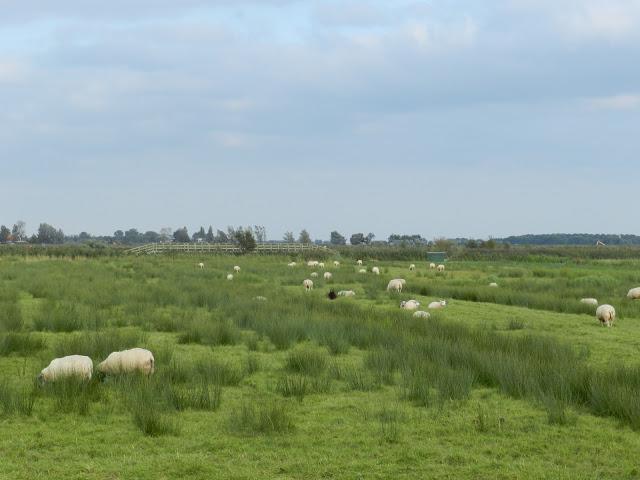 Día 3: Visita al pueblecito de Zaanse Schans (16 de septiembre)