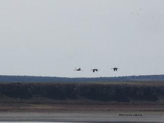 III Festival Grullero (II): 15 de febrero, gran día de migración en la laguna de Gallocanta.