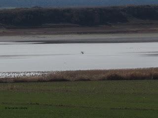 III Festival Grullero (II): 15 de febrero, gran día de migración en la laguna de Gallocanta.