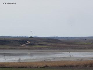 III Festival Grullero (II): 15 de febrero, gran día de migración en la laguna de Gallocanta.