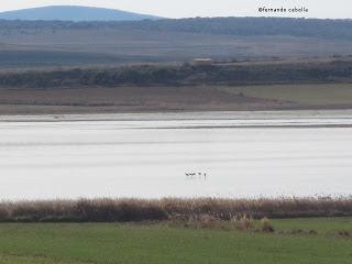 III Festival Grullero (II): 15 de febrero, gran día de migración en la laguna de Gallocanta.