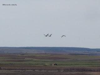 III Festival Grullero (II): 15 de febrero, gran día de migración en la laguna de Gallocanta.