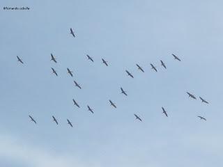 III Festival Grullero (II): 15 de febrero, gran día de migración en la laguna de Gallocanta.