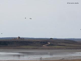 III Festival Grullero (II): 15 de febrero, gran día de migración en la laguna de Gallocanta.