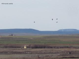 III Festival Grullero (II): 15 de febrero, gran día de migración en la laguna de Gallocanta.