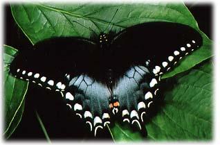Papilio Troilo: Larvas cara de serpiente.