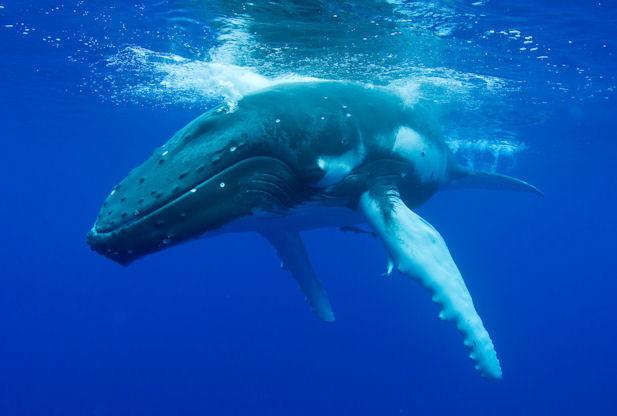 ballena jorobada moderna