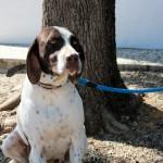 SAMBA preciosa pointer y sin hogar.