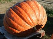 Cultivo calabaza invierno gigante