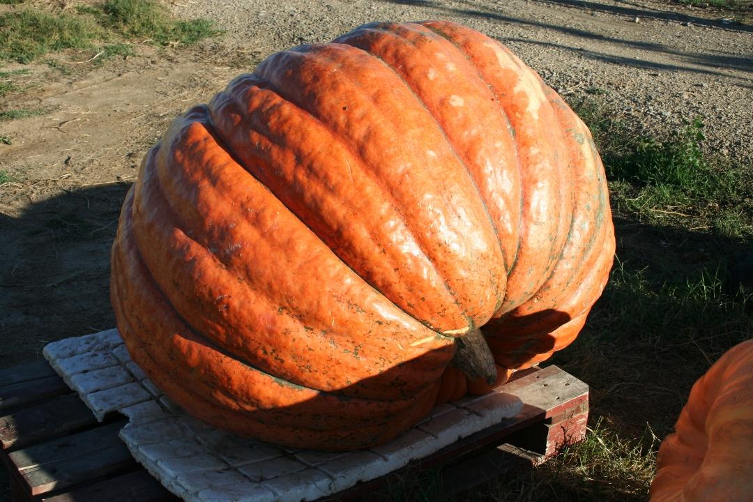 calabaza gigante secado 2 Cultivo de la calabaza de invierno y la calabaza gigante