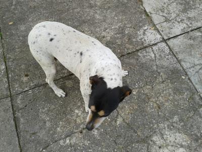 Saba, bodeguerita pequeña muy maltratada, muy triste. (Arca Noé Córdoba)