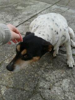 Saba, bodeguerita pequeña muy maltratada, muy triste. (Arca Noé Córdoba)