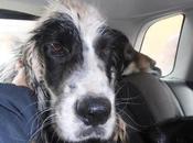 urgente encontrar hogar para este perro.