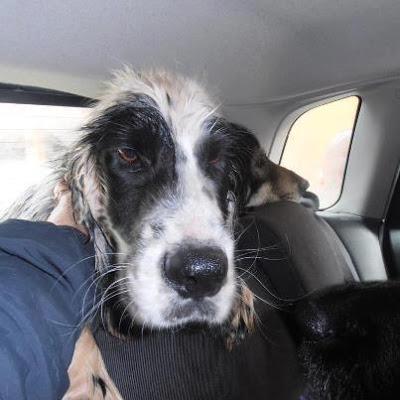 Muy urgente encontrar un hogar para este perro.