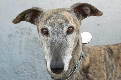 GALGOS EN MAIRENA, POR FAVOR....AYUDA, ACOGIDAS, ADOPCIONES!! (SEVILLA)