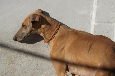 GALGOS EN MAIRENA, POR FAVOR....AYUDA, ACOGIDAS, ADOPCIONES!! (SEVILLA)