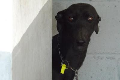 GALGOS EN MAIRENA, POR FAVOR....AYUDA, ACOGIDAS, ADOPCIONES!! (SEVILLA)