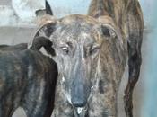 Galgos mairena, favor....ayuda, acogidas, adopciones!! (sevilla)