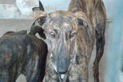 GALGOS EN MAIRENA, POR FAVOR....AYUDA, ACOGIDAS, ADOPCIONES!! (SEVILLA)