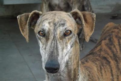 GALGOS EN MAIRENA, POR FAVOR....AYUDA, ACOGIDAS, ADOPCIONES!! (SEVILLA)