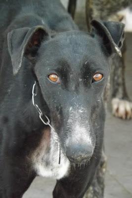 GALGOS EN MAIRENA, POR FAVOR....AYUDA, ACOGIDAS, ADOPCIONES!! (SEVILLA)