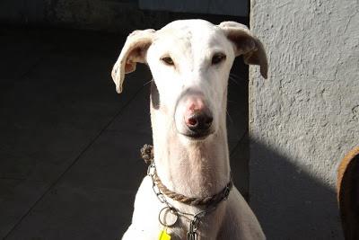 GALGOS EN MAIRENA, POR FAVOR....AYUDA, ACOGIDAS, ADOPCIONES!! (SEVILLA)
