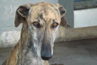 GALGOS EN MAIRENA, POR FAVOR....AYUDA, ACOGIDAS, ADOPCIONES!! (SEVILLA)