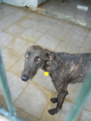 GALGOS EN MAIRENA, POR FAVOR....AYUDA, ACOGIDAS, ADOPCIONES!! (SEVILLA)
