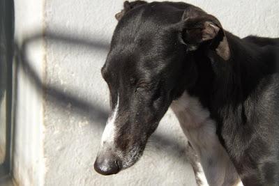 GALGOS EN MAIRENA, POR FAVOR....AYUDA, ACOGIDAS, ADOPCIONES!! (SEVILLA)