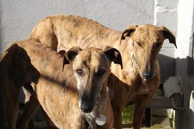 GALGOS EN MAIRENA, POR FAVOR....AYUDA, ACOGIDAS, ADOPCIONES!! (SEVILLA)