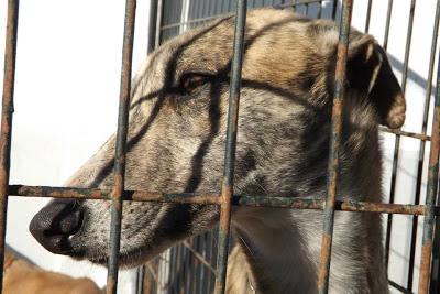 GALGOS EN MAIRENA, POR FAVOR....AYUDA, ACOGIDAS, ADOPCIONES!! (SEVILLA)