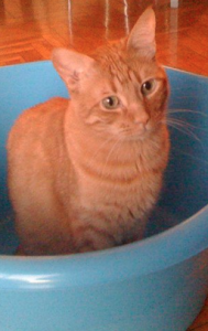 Captura de pantalla 2013 02 20 a las 20.49.46 189x300 Celebrando el Día Internacional del gato   