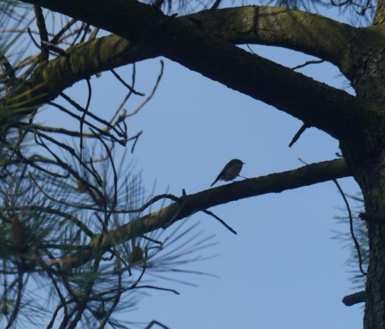 Una vuelta por Navia del grupo SEO Asturias