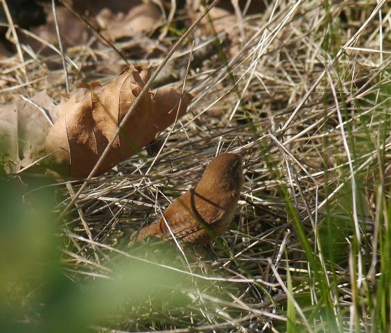 Una vuelta por Navia del grupo SEO Asturias