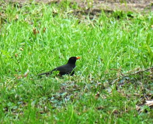 Una vuelta por Navia del grupo SEO Asturias