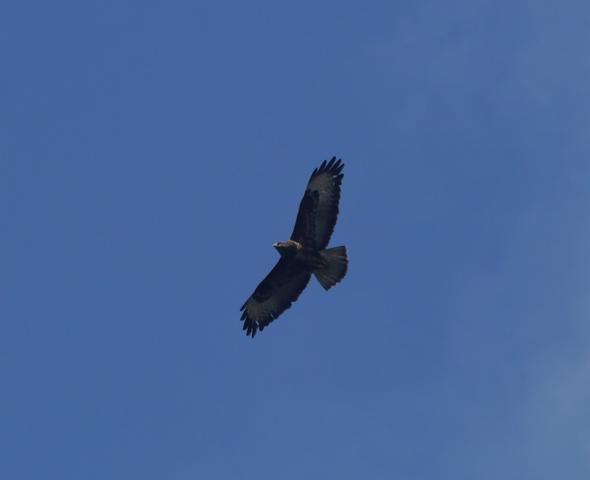 Una vuelta por Navia del grupo SEO Asturias